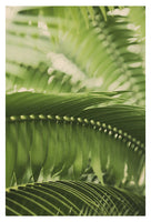 The Green Light #1 - Fine Art Photograph