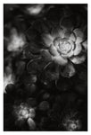 Desert #3 - Fine Art Photograph