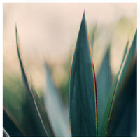 Spine #9 -  Fine Art Photograph
