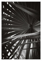 Palm In Gray #7 - Fine Art Photograph