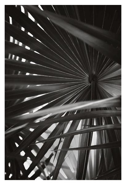 Palm In Gray #7 - Fine Art Photograph