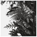 Myakka #1 - Fine Art Photograph