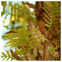 Myakka #7 - Fine Art Photograph