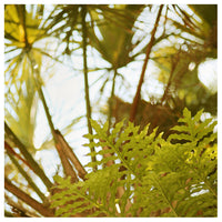 Myakka #8 - Fine Art Photograph