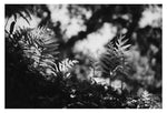 Myakka #3 - Fine Art Photograph