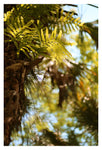 Myakka #4 - Fine Art Photograph