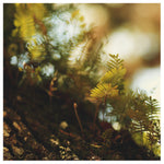 Myakka #5 - Fine Art Photograph