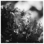 Myakka #2 - Fine Art Photograph
