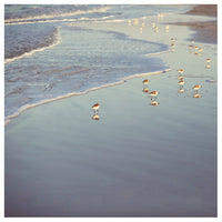 Early Birds - Fine Art Photograph