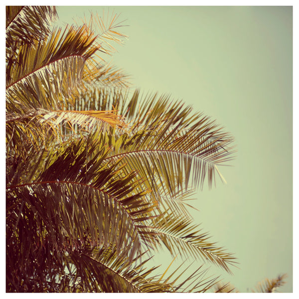 The Palms #2 - Fine Art Photograph