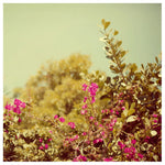 Bougainvillea #1 - Fine Art Photograph