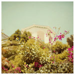Bougainvillea #2 - Fine Art Photograph