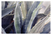 Winter Agave #5 -  Fine Art Photograph