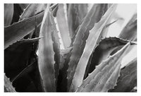 Desert #7 - Fine Art Photograph