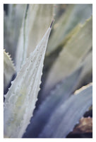 Winter Agave #6 -  Fine Art Photograph