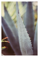 Winter Agave #1 -  Fine Art Photograph