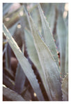 Winter Agave #3 -  Fine Art Photograph