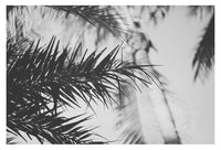 Palm In Gray #1 - Fine Art Photograph