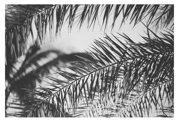 Palm In Gray #2 - Fine Art Photograph