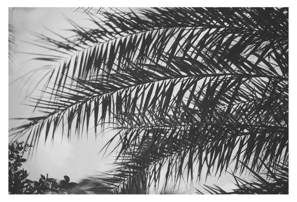 Palm In Gray #3 - Fine Art Photograph
