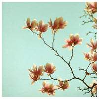 Pink Spring #1 - Fine Art Photograph