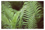 Fern #8 - Fine Art Photograph