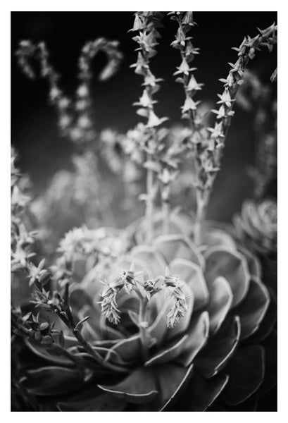 Echeveria In Gray #2 - Fine Art Photograph