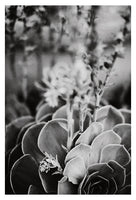 Echeveria In Gray #1 - Fine Art Photograph