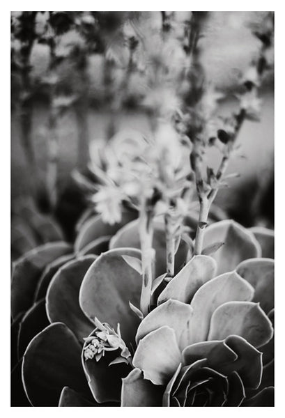 Echeveria In Gray #1 - Fine Art Photograph