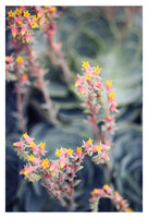 Echeveria #2 -  Fine Art Photograph
