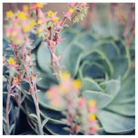 Echeveria #3 -  Fine Art Photograph