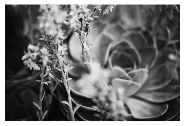 Echeveria In Gray #3 - Fine Art Photograph