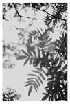 Leaf Study #3 - Fine Art Photograph