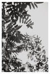 Leaf Study #2 - Fine Art Photograph