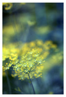 Dill #6 - Fine Art Photograph