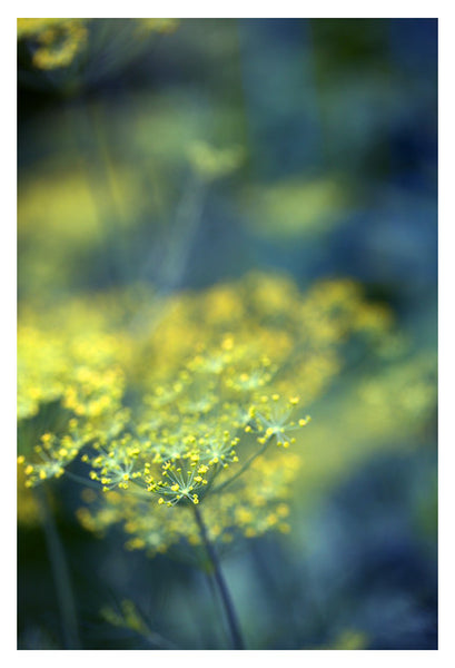 Dill #6 - Fine Art Photograph