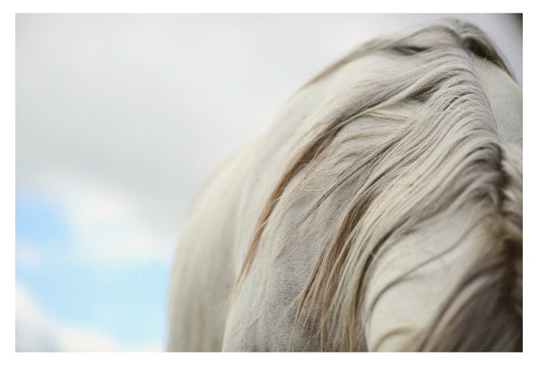 White Mare - Fine Art Photograph