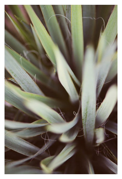 Yucca #5 - Fine Art Photograph