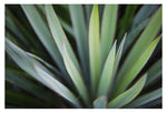 Yucca #6 - Fine Art Photograph