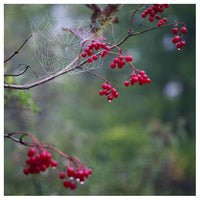 An Autumn Tale - Fine Art Photograph