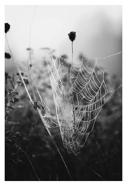 Fog & Web - Fine Art Photograph