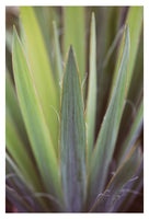 Yucca #7 - Fine Art Photograph