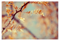 Autumn #3- Fine Art Photograph