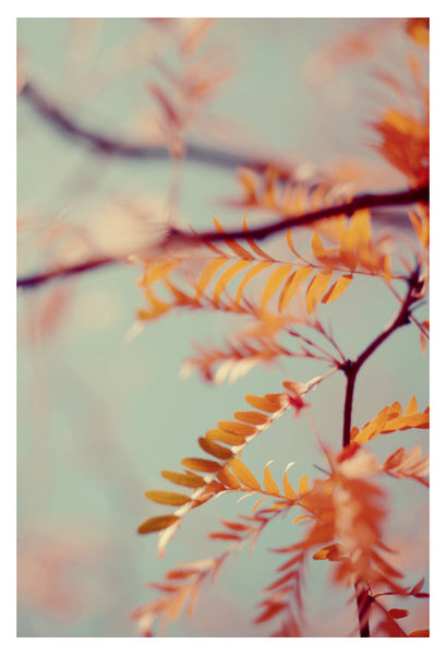 Autumn #2- Fine Art Photograph