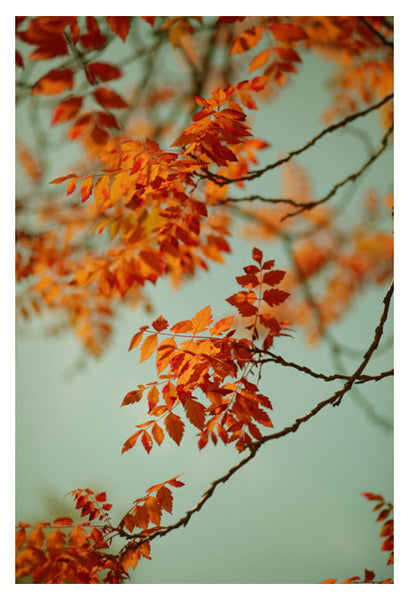 Autumn #5 - Fine Art Photograph