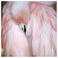 Flamingo #2 - Fine Art Photograph