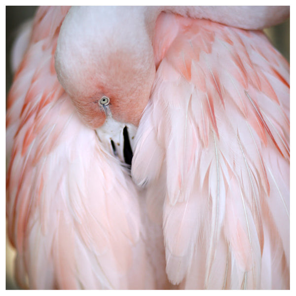 Fine art print of stunning blue Maccaw feathers by Alicia Bock