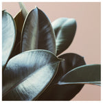 Ficus Elastica #2 -  Fine Art Photograph