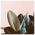 Ficus Elastica #1 -  Fine Art Photograph