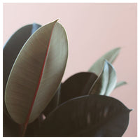 Ficus Elastica #3 -  Fine Art Photograph